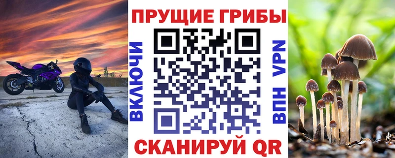 Псилоцибиновые грибы Psilocybe  Новозыбков 