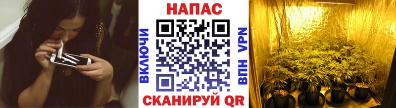 Каннабис SATIVA & INDICA где купить наркоту Новозыбков